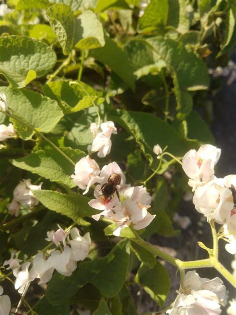 Amor Agarradinho Branco Adorado Pelas Manda Aias Raizer Plantas