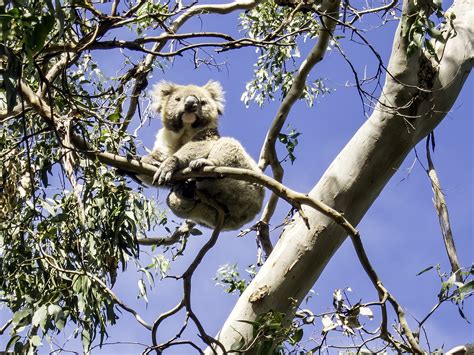 Australia Koala Nature - Free photo on Pixabay - Pixabay