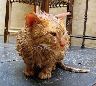 Cat bathing - 34Pics | Curious, Funny Photos / Pictures