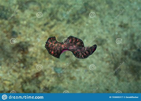 Bedford`s Flatworm Pseudobiceros Bedfordi Stock Image Image Of