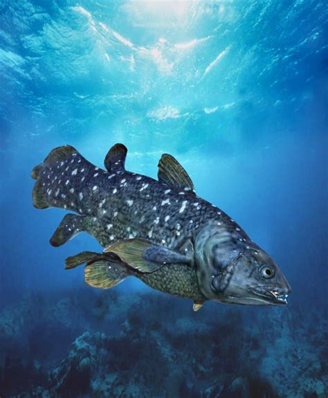 14 Cryptic Coelacanth Facts - Fact Animal