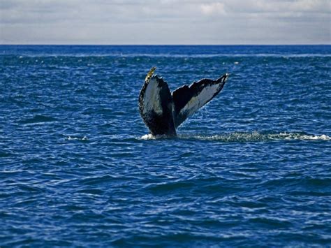 Whale watching in the Bay of Fundy | Canada road trip, East coast ...