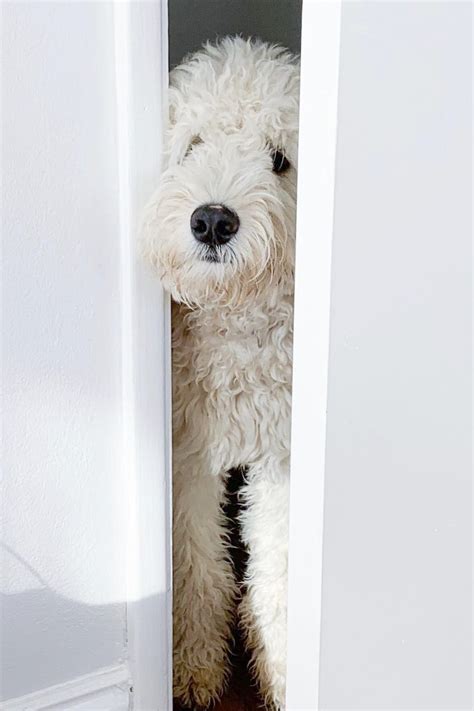 Teddy Bear Goldendoodle Guide: Everything To Know!