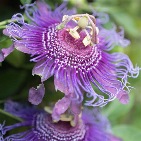 Purple Passion Flower – 5 Minutes with Joe