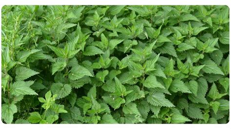 Stinging Nettle: 5 Benefits, Dosage, & Safety | The Botanical Institute