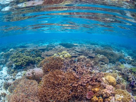 Fondo De Coral Tropical De Colores Vivos Misool Raja Ampat Indonesia