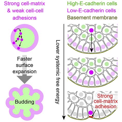 Budding Epithelial Morphogenesis Driven By Cell Matrix Versus Cell Cell