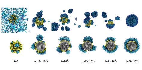 Self Assembly Of Nanoparticles And Their Potential As Drug Delivery