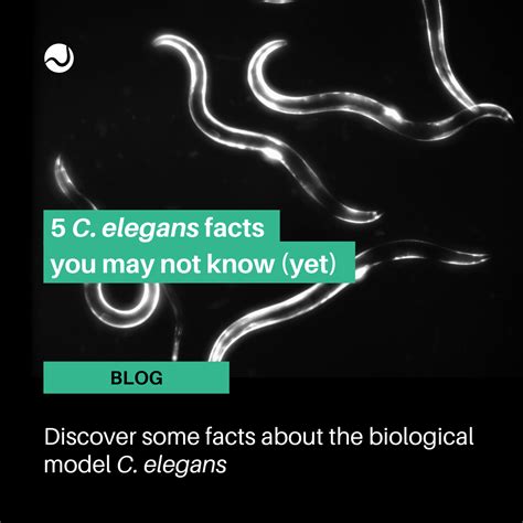 5 C Elegans Facts You May Not Know Yet Nagi Bioscience