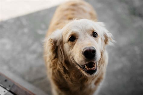 Perros Animales En Imagenes