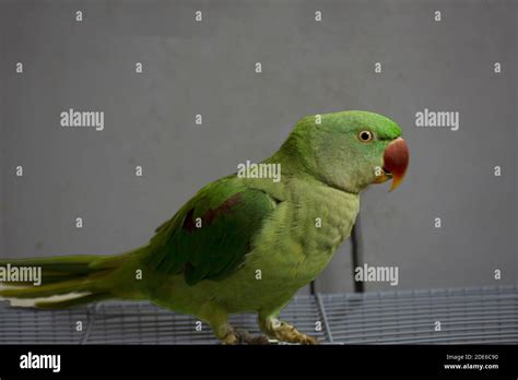 Indian Ringneck Parrot Talking And Playing In The House Stock Photo Alamy