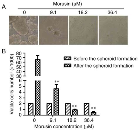 Morusin Inhibits The Growth Of Human Colorectal Cancer Hct116‑derived Sphere‑forming Cells Via