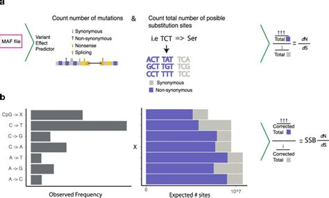 Discovery Of Negatively Selected Genes Schematic Workflow For Using Download Scientific