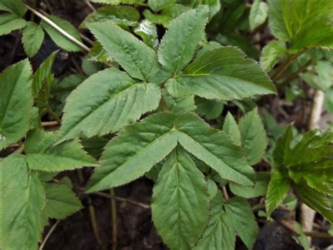 Ground Elder Goutweed Bishops Weed Aegopodium Podagraria