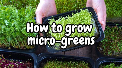 How To Grow Micro Greens Grow Harvest Eat