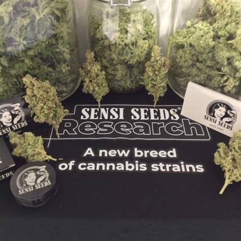 Sensi Seeds Cobalt Haze Grow Journal By JUNGLE B4RNS GrowDiaries