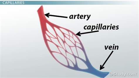 Capillary Bleeding