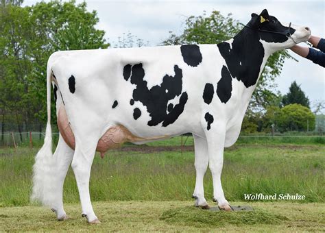 NEW HOLSTEIN BULLS AUGUST 2023 by Synetics UK - Issuu