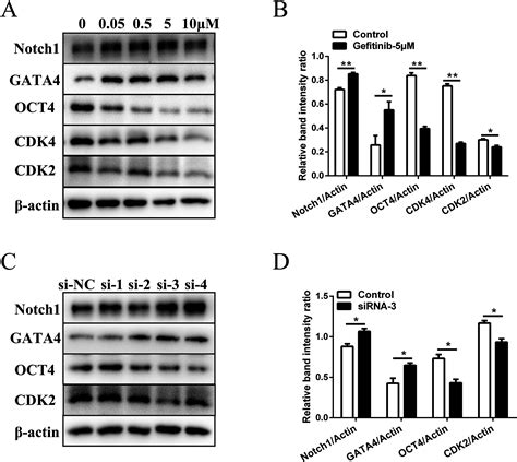 EGFR deficiency leads to impaired self-renewal and pluripotency of
