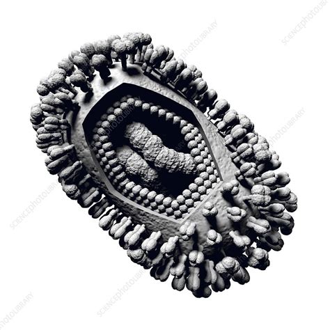 Influenza Virus Illustration Stock Image C026 9831 Science Photo