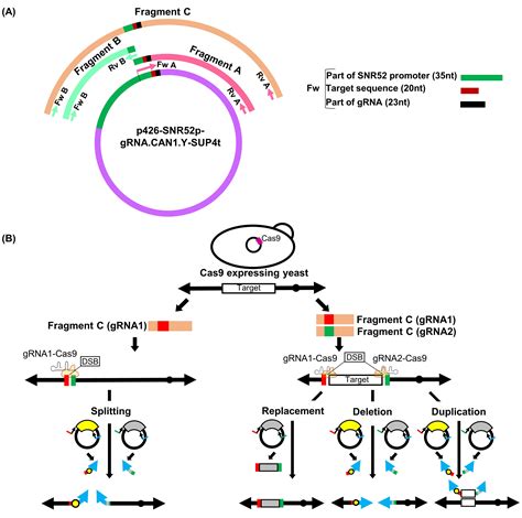 Pcr Mediated One Day Synthesis Of Guide Rna For The Crisprcas9 System