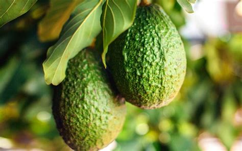 The Word "Avocado" Has a Dirty Origin | Reader's Digest