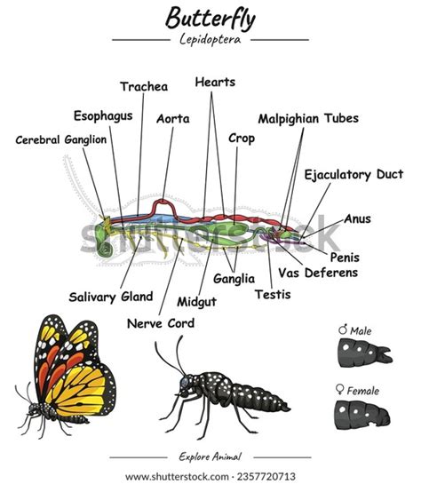 Caterpillar Anatomy: Over 160 Royalty-Free Licensable Stock Vectors & Vector Art | Shutterstock