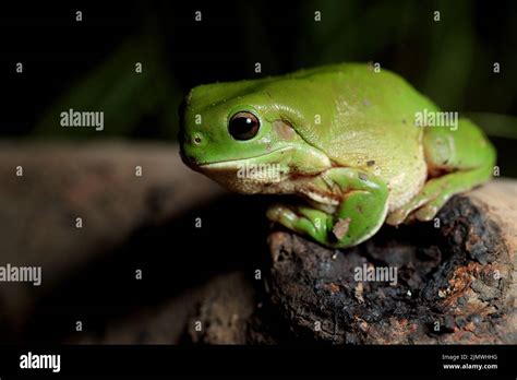 Green Tree Frog Litoria Caerulea Stock Photo Alamy