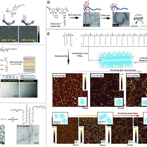 Self Assembly Of Nucleic Acid Amphiphiles A Atomic Force Microscope Download Scientific