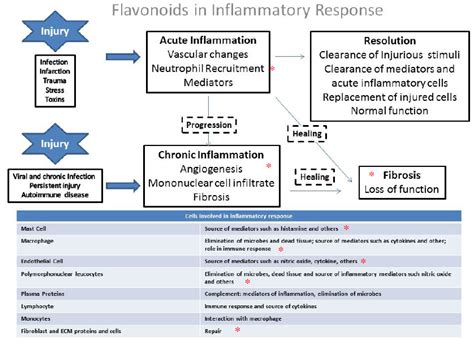 Inflammatory Response Flow Chart