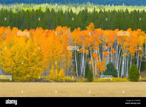 Quaking Aspen Populus Tremuloides And Alpine Meadow In Autumn Grand