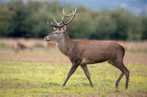 Young Red Deer Stag In Autmun On A High Quality Animal Stock Photos