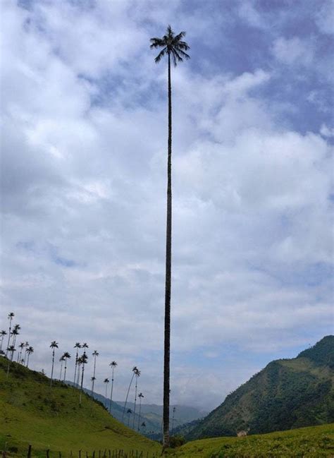 The tallest palm tree in the world in Colombia’s Cocora Valley : pics