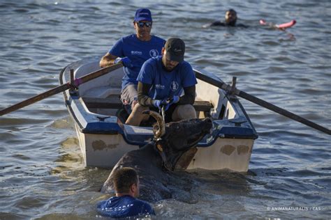 Denuncian La Brutalidad De Los Bous A La Mar Que Se Celebran En D Nia