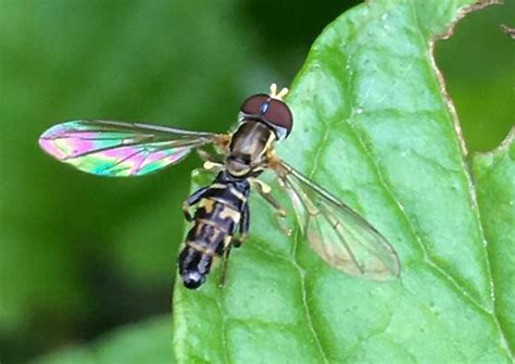 Syrphid Fly Toxomerus Geminatus Bugguide Net