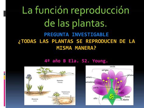 Calam O Escuela N Todas Las Plantas Se Reproducen De La Misma