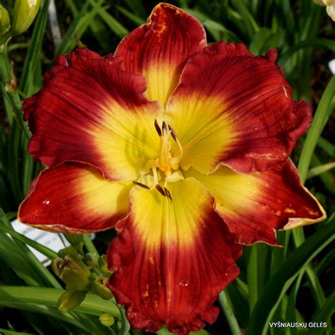 Joyous Festival Daylily Phlox Eu