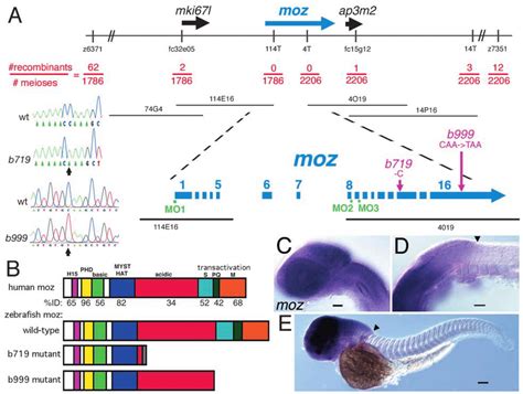 Mutations In A Zebrafish Moz A Positional Cloning Of The Gene