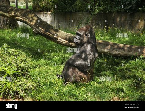 Berlin Zoological Garden. Germany Stock Photo - Alamy