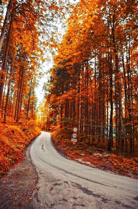 Orange leaves. | Autumn scenery, Scenery, Fall pictures