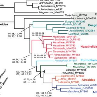 (PDF) Phylogenomic reclassification of the world’s most venomous spiders (Mygalomorphae ...