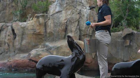 Houston Zoo Opens Galápagos Islands Exhibit Photos Houston Business