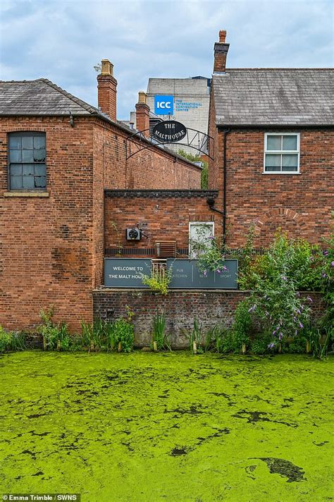 Birmingham S Canals Turn Into A Bright Green Swamp As Duckweed