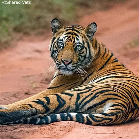 Tiger Safari India Bandhavgarh Tiger Safari Tours In 2024