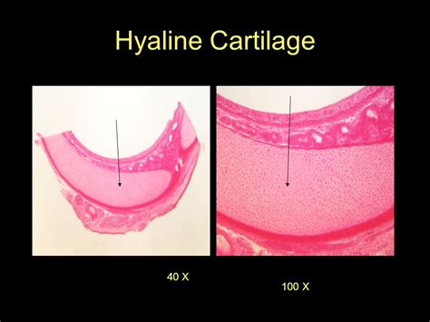 Hyaline Cartilage Slide 40x