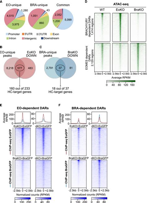 Eomes Restricts Brachyury Functions At The Onset Of Mouse Gastrulation