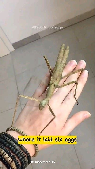 Phryganistria Chinensis Zhao The World S Longest Insect Youtube