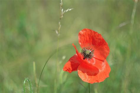 Poppy Flower Plant Free Photo On Pixabay Pixabay