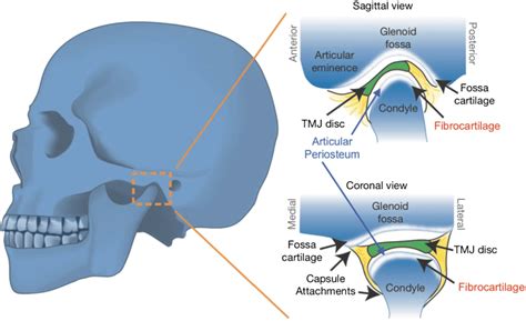 Glenoid Fossa Skull