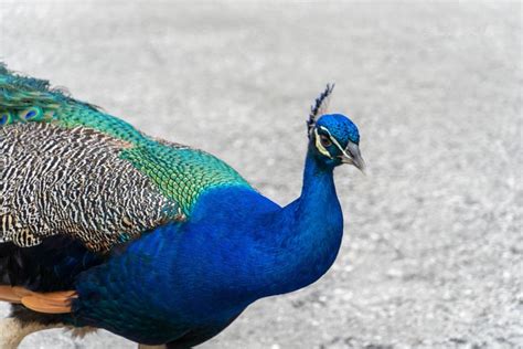 The Feral Peacocks Of Cape Canaveral